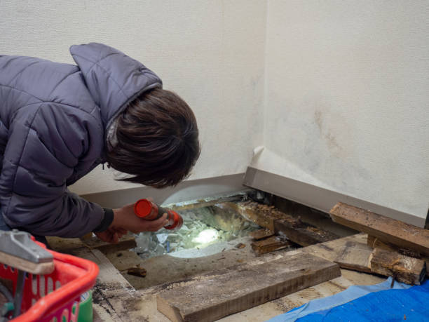 Best Environmental Consulting for Mold Prevention  in Vincent, AL