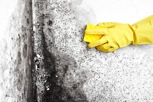 Best Air Quality Testing for Mold Spores  in Vincent, AL
