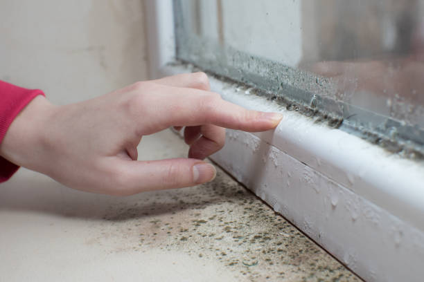 Best Residential Mold Inspection & Testing  in Vincent, AL